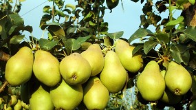 Foto de Los productores de manzanas y peras esperan calibres bajos por el intenso calor en toda Europa