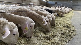 Foto de Agosto frena los descensos en el precio del pienso compuesto para ovino lechero