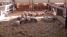 Foto de El precio del pienso para cebar corderos se estabiliza en el pasado mes de agosto