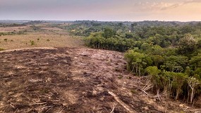 Foto de Reglamento europeo contra la deforestacin