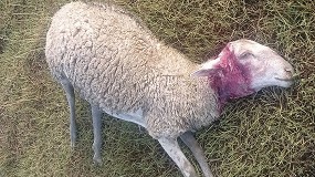 Foto de Pastores reclama la salida del lobo de Monegros para evitar ms ataques al ganado