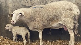 Fotografia de [es] Ovign anuncia el nacimiento de los primeros corderos de Assaf por fecundacin in vitro