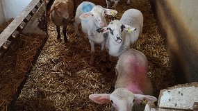 Foto de Pulpa de algarroba en la dieta de corderos y cerdos para mejorar la calidad de la carne