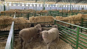 Fotografia de [es] Arranca la Feria de Zafra con 600 empresas expositoras y casi 2.000 cabezas de ganado