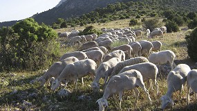 Foto de La viruela ovina y caprina obliga a suspender la exposición de Segureña de Archivel (Murcia)