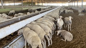 Foto de El alza del forraje provoca nuevas subidas en el precio de la alimentación en ovino lechero