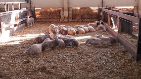Foto de El pienso para cebar corderos vuelve a los niveles de febrero tras una bajada mensual del 1,8%