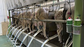 Foto de Castilla-La Mancha mantiene su producción de ovino lechero y Castilla y León desciende un 1,9%