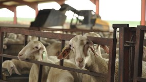 Foto de Se incrementa el diferencial de precios de la leche de oveja entre Castilla-La Mancha y Castilla y León