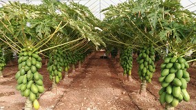 Foto de Claves para producir papaya con éxito en España