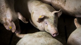 Foto de Optiporc busca mejorar la sostenibilidad ambiental y económica de la producción porcina