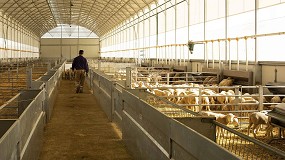 Foto de El proyecto Quality Lambs mejorar la eficiencia del sistema de tipificacin de corderos