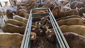 Foto de Nuevo rcord histrico en el coste de alimentacin de cabras de aptitud lechera