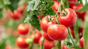 Foto de Melatonina en la conservación en frío de tomates