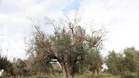 Picture of [es] El CSIC lidera un proyecto para impulsar el control biolgico de Xylella fastidiosa y encontrar variedades resistentes en olivo, vid o almendro