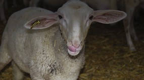 Foto de El concentrado para cebar corderos sube ligeramente un 0,8% en el mes de octubre