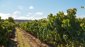 La plataforma Sativum integrar el registro de parcelas vitcolas de la DO Ribera del Duero