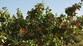 Foto de El IRIAF presenta en Portugal un estudio sobre la respuesta del pistacho al cambio climático