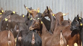 Foto de El 95% de la leche de cabra destinada a figuras de calidad se produce en Murcia