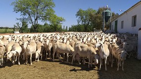 Foto de Los ganaderos que venden la leche de oveja a una DOP cobran un 25% ms que la media