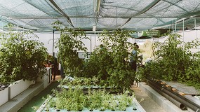 Foto de Investigadores do Politécnico de Leiria estudam produção sustentável de papaias em aquaponia