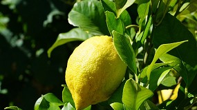 Foto de La UE eleva al 30% el control de pesticidas a limones y pomelos procedentes de Turquía