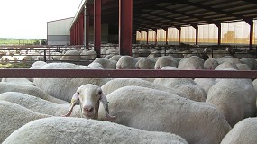 Foto de Octubre pone el freno en el descenso de la producción de leche de oveja en España