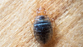 Las plagas no son slo para el verano