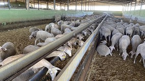 Foto de El pienso para ovino lechero cae al precio más bajo desde el pasado mes de mayo