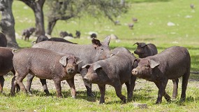 Innovacin, certificacin sensorial y tecnologa para garantizar la calidad de los productos ibricos