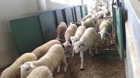 Foto de El concentrado de corderos de cebo baja su precio un 4,8% en el último mes