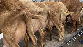 Foto de El precio de la leche de cabra sigue rompiendo barreras y ya sube un 14,9% interanual