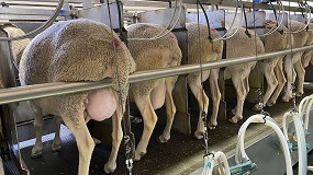 Foto de La leche de oveja de Castilla-La Mancha sube una media del 25,5% en el último año
