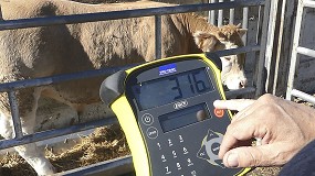 Resultados satisfactorios del proyecto de autopesaje de ganado de la raza Pirenaica
