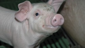 Foto de La producción de carne porcina en España desciende un 1,6% respecto al pasado año