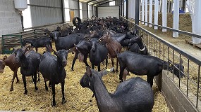 Foto de Andalucía, Murcia y Castilla y León elevan un 14,8% la producción nacional de carne de caprino