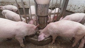 Foto de Los piensos para porcino blanco se encarecieron entre un 15% y un 20% en 2022