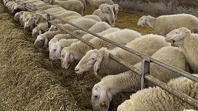 Foto de Alimentar a una oveja lechera fue un 38,2% más caro en 2022 que en el año anterior