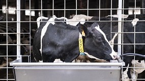 Silleda (Pontevedra) acoger el XXXI Concurso Autonmico de la Raza Frisona Fefriga 2023