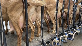 Fotografia de [es] La debacle en la produccin de leche de cabra se acelera con una cada interanual del 11,4%