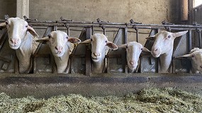 Foto de Castilla-La Mancha incrementa en un 1,2% anual su producción de leche de oveja
