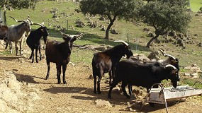 Foto de El nmero de productores en caprino lechero desciende a un ritmo del 12,3% interanual