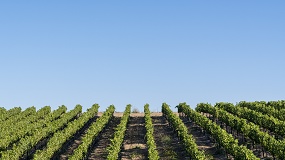 Foto de Producci�n ecol�gica, cambio clim�tico y digitalizaci�n son las l�neas de futuro en la viticultura de Castilla y Le�n