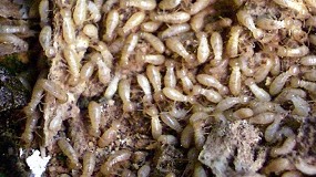 Foto de Anecpla alerta de que las termitas suponen un importante problema cultural y econmico en Espaa