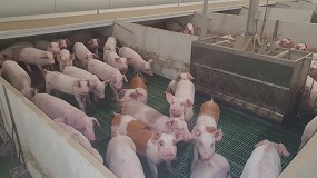 Foto de La puritermia, una alternativa energética rentable y sostenible en las granjas porcinas
