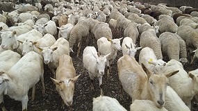 Foto de Piden que no se sacrifique a todos los animales de un rebaño positivo a viruela ovina y caprina
