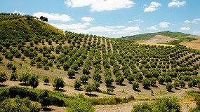 Calidad de los AOVEs de la campaa 2022/23