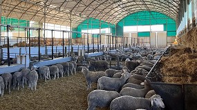 Foto de Cooperativa Sierra de San Pedro estrena un cebadero de corderos en Alburquerque (Badajoz)