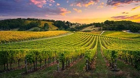 Foto de Pegada de carbono na viticultura: o potencial das práticas agrícolas no sequestro de carbono