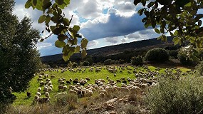 Foto de ASAJA reclama medidas “urgentes y eficaces” ante la propagación de la viruela en Castilla-La Mancha